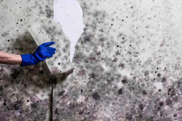 Best Bathroom Mold Remediation in Colfax, CA